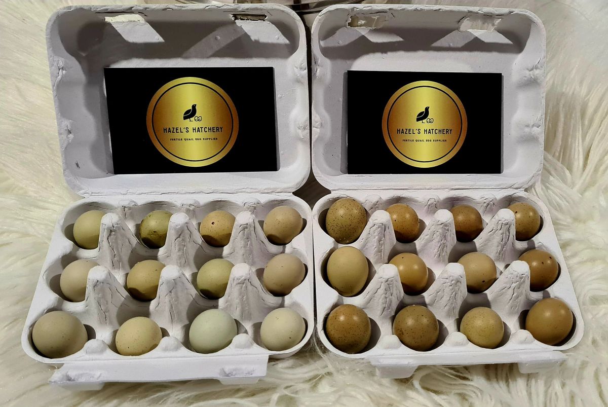 King Quail Fertile eggs 1 Dozen